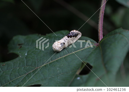 黑色山虎鯨派克 102461236