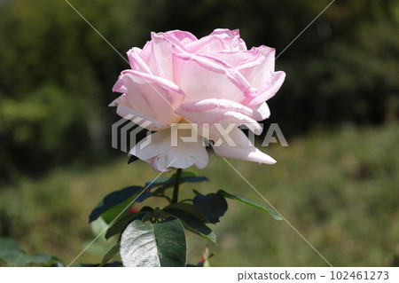 Autumn Rose Princess de Monaco Autumn Rose Princess de Monaco 102461273