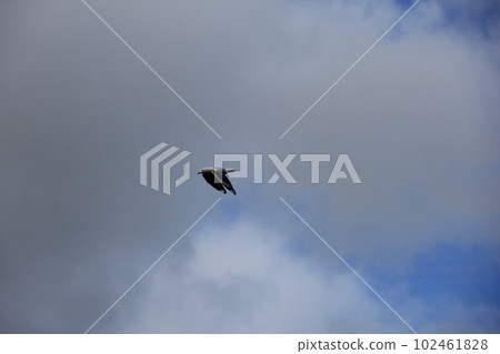 紅嘴銀鷗(red-billed silver seagull)/天空飛翔的海鳥 紅嘴銀鷗(red-billed silver seagull)/天空飛翔的海鳥 102461828