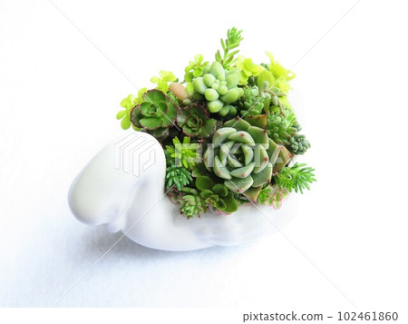 多汁的種植 多汁的種植 102461860