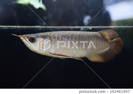 Asian arowana swimming calmly in a tank 102461947