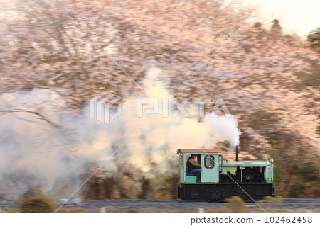 一輛可愛的輕軌內燃機車在夕陽照耀下盛開的櫻花背景下奔跑。 一輛可愛的輕軌內燃機車在夕陽照耀下盛開的櫻花背景下奔跑。 102462458