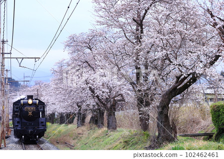 SL Paleoex C58363 going along the cherry blossom trees of Kaminagatoro on Chichibu Road in spring Chichibu Railway without a head mark SL Paleoex C58363 going along the cherry blossom trees of Kaminagatoro on Chichibu Road in spring Chichibu Railway without a head mark 102462461
