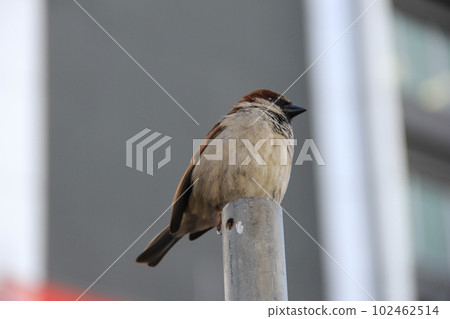 Sparrow (Sparrow) / Sparrow on the tip of a single tube 102462514