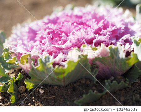 葉子按鈕 102462532