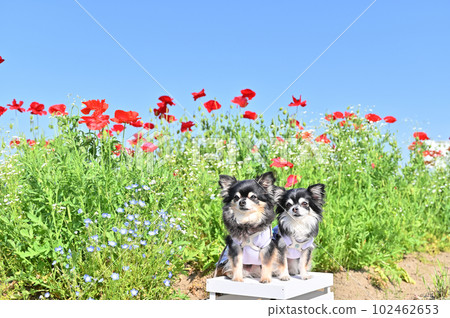 微笑的吉娃娃和盛開的罌粟田,埼玉縣 Konosu 市,罌粟快樂廣場,春天 微笑的吉娃娃和盛開的罌粟田,埼玉縣 Konosu 市,罌粟快樂廣場,春天 102462653
