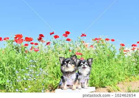 微笑的吉娃娃和盛開的罌粟田，埼玉縣 Konosu 市，罌粟快樂廣場，春天 102462654