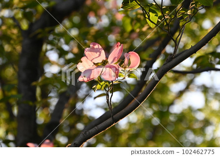 Dogwood blooming beautifully under the spring sunshine Dogwood blooming beautifully under the spring sunshine 102462775