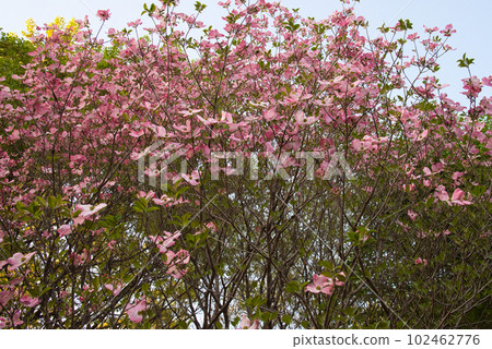 Dogwood blooming beautifully under the spring sunshine Dogwood blooming beautifully under the spring sunshine 102462776