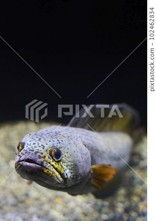 Channabarka looking at you from the water tank 102462834