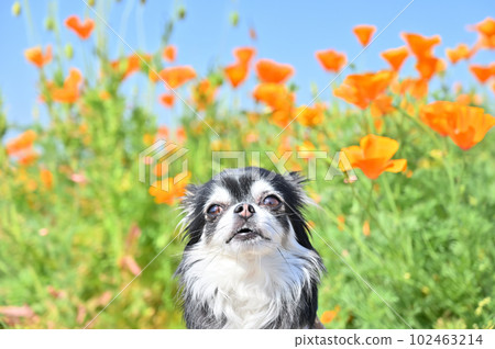 A cute Chihuahua and a poppy field in full bloom A cute Chihuahua and a poppy field in full bloom 102463214