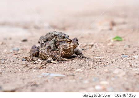 pair of common toads in amplexus on the sandy shore of a pond 102464056