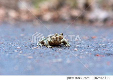 common toad on the asphalt road 102464120