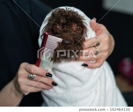 Woman combing a cute doggie poodle and lapdog mix wrapped in a white towel after washing in a grooming salon. Woman combing a cute doggie poodle and lapdog mix wrapped in a white towel after washing in a grooming salon. 102464130