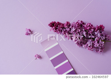 Color catalogue, an example of lilac on paper sample and lilac flowers. The color palette used by the designer to select the correct hue. View from above. 102464597