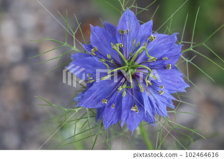 Nigella blue flowers blooming in the spring garden Nigella blue flowers blooming in the spring garden 102464616