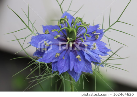 開花在春天庭院裡的Nigella藍色花 102464620