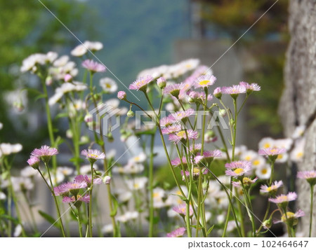 Hallion flowers Hallion flowers 102464647
