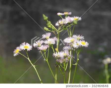 Hallion flowers Hallion flowers 102464648