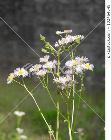Hallion flowers Hallion flowers 102464649