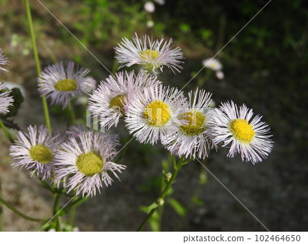 Hallion flowers Hallion flowers 102464650