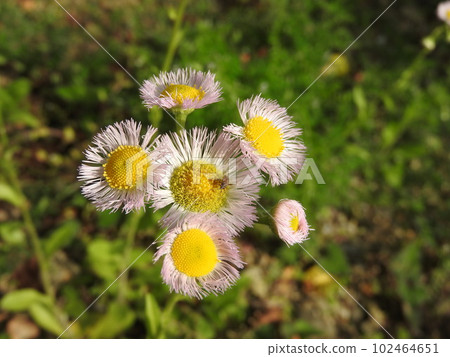 Hallion flowers Hallion flowers 102464651