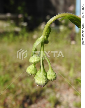 Halcyon flower: Bud that is characterized by downward facing 102464652