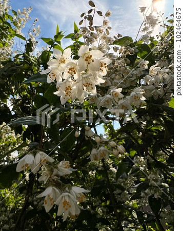 blue sky and white round leaf sky tree flowers, close-up photo of circle leaf sky tree, five-petaled small white flower blooming tree, white small flowers in full bloom blue sky and white round leaf sky tree flowers, close-up photo of circle leaf sky tree, five-petaled small white flower blooming tree, white small flowers in full bloom 102464675