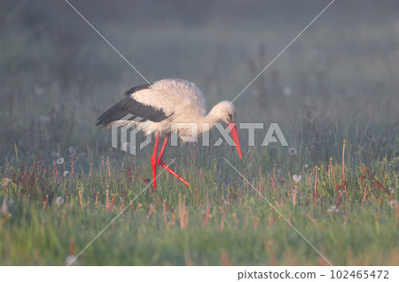 Morning worries of white storks Morning worries of white storks 102465472
