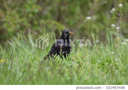 Walking common starling 102465486