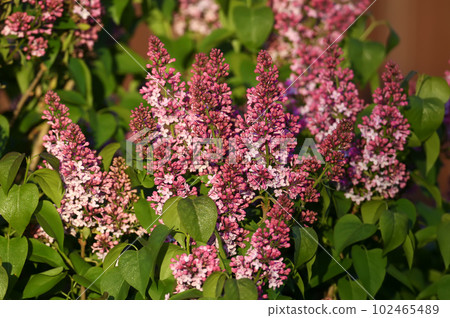 The main flower of spring The main flower of spring 102465489
