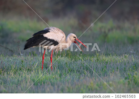 Morning worries of white storks Morning worries of white storks 102465503