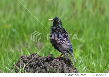 Walking common starling 102465564