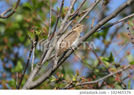 Male Eurasian wryneck Male Eurasian wryneck 102465576