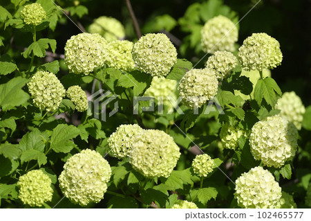 guelder rose roseum guelder rose roseum 102465577