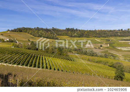 autumnal vineyards, Piedmont, Italy autumnal vineyards, Piedmont, Italy 102465906