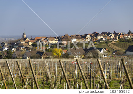 Vineyard with Zellenbergr, Alsace, France 102465922