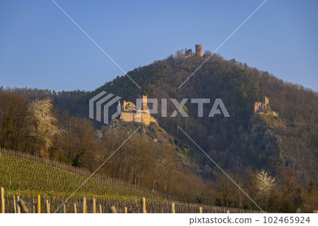 Chateau de Saint-Ulrich ruins, Chateau du Girsberg ruins and Chateau du Haut-Ribeaupierre near Ribeauville, Alsace, France 102465924