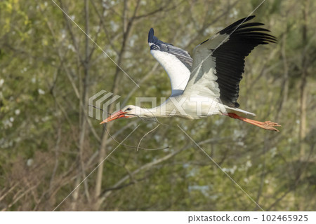 White stork (ciconia ciconia), early spring near Hunawihr, Alsace, France White stork (ciconia ciconia), early spring near Hunawihr, Alsace, France 102465925