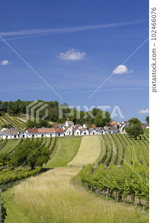 Traditional wine cellars with vineyard in Galgenberg near Wildendurnbach, Lower Austria, Austria 102466076