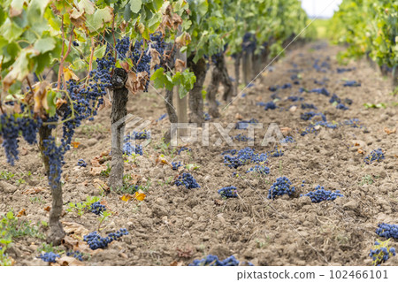Reduction of ripening grapes to produce highest quality wines in Bordeaux, France 102466101