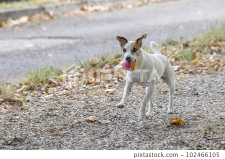 Dog with ball playing with children 102466105