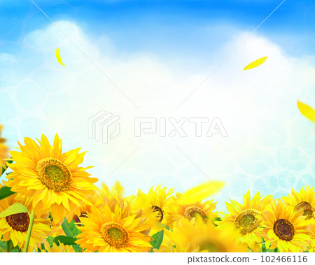 Fresh early summer frame background material with beautiful sunflowers blooming under the sun shining in the blue sky with clouds Fresh early summer frame background material with beautiful sunflowers blooming under the sun shining in the blue sky with clouds 102466116