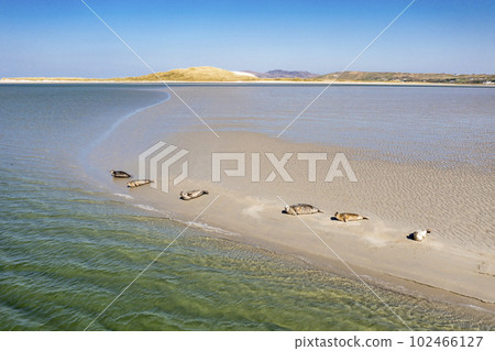 Seals swimming and and resting at Gweebarra bay - County Donegal, Ireland 102466127