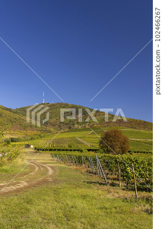 Autumn vineyard and Tokaji-hegy (513 m), Tokaj region, Great Plain and North, Hungary Autumn vineyard and Tokaji-hegy (513 m), Tokaj region, Great Plain and North, Hungary 102466267
