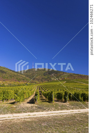 Autumn vineyard and Tokaji-hegy (513 m), Tokaj region, Great Plain and North, Hungary 102466271