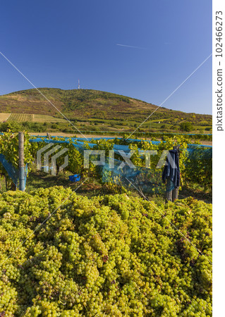 Grape collection at vintage time, Tokaj region, Great Plain and North, Hungary 102466273
