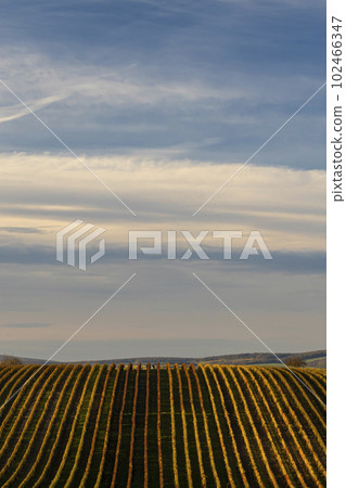 Autumn vineyard near Velke Bilovice, Southern Moravia, Czech Republic 102466347