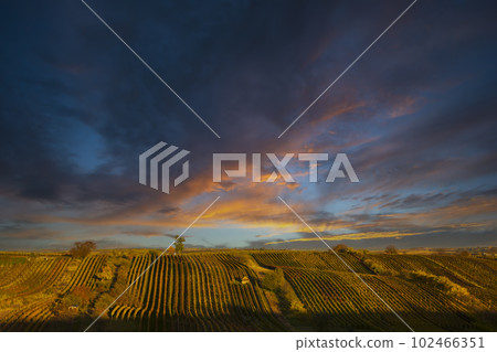 Autumn vineyard near Cejkovice, Southern Moravia, Czech Republic Autumn vineyard near Cejkovice, Southern Moravia, Czech Republic 102466351