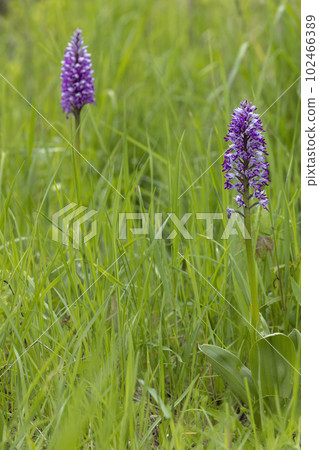 wild orchid in White Carpathian Mountains, Czech Republic wild orchid in White Carpathian Mountains, Czech Republic 102466389